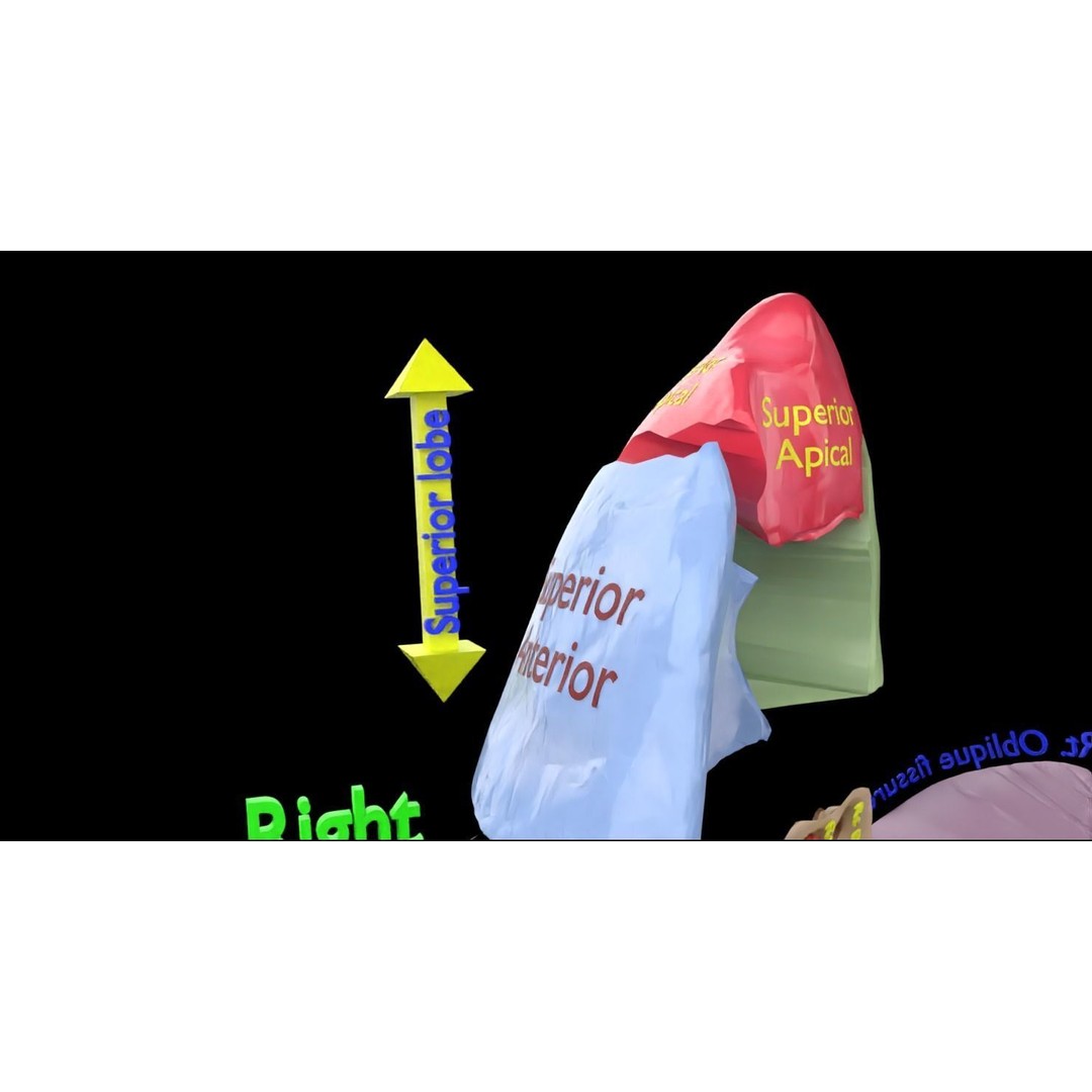 Lung Pulmonary Segment Anatomy 3D Model – Detailed Medical Asset, FBX, OBJ, STL - View 28