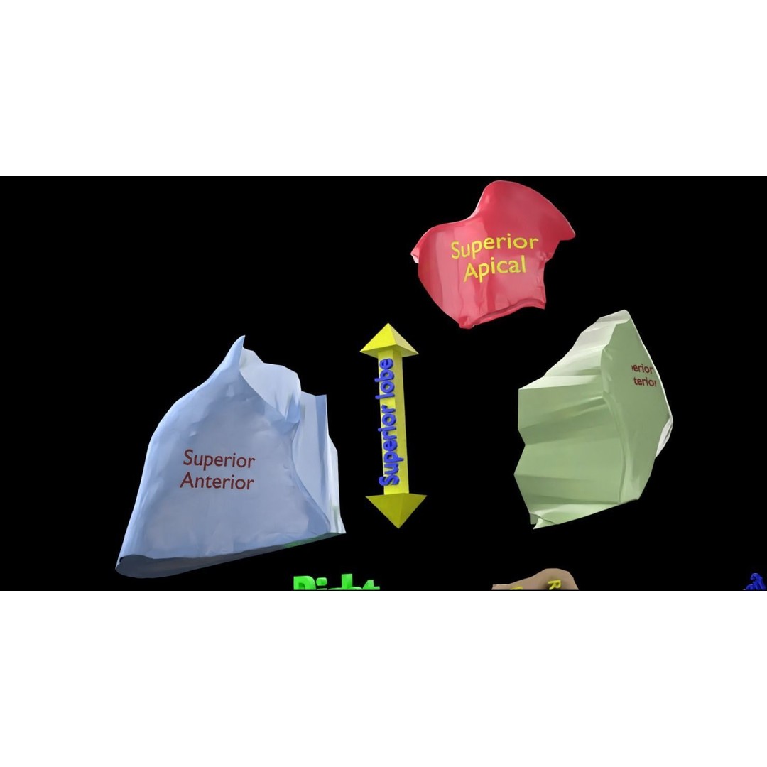 Lung Pulmonary Segment Anatomy 3D Model – Detailed Medical Asset, FBX, OBJ, STL - View 29