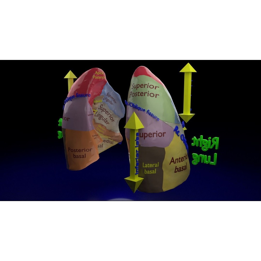 Lung Pulmonary Segment Anatomy 3D Model – Detailed Medical Asset, FBX, OBJ, STL - View 3