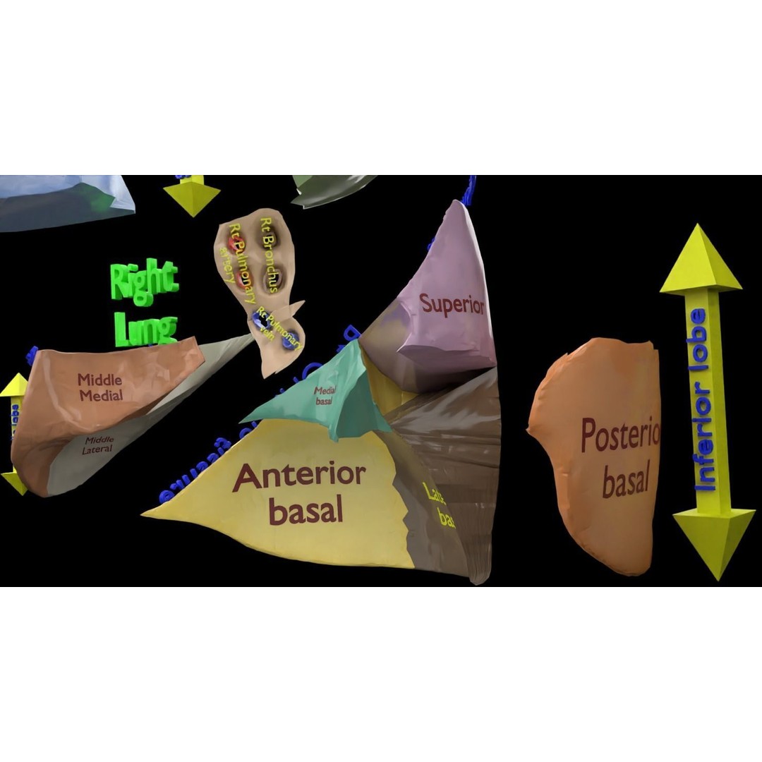 Lung Pulmonary Segment Anatomy 3D Model – Detailed Medical Asset, FBX, OBJ, STL - View 30