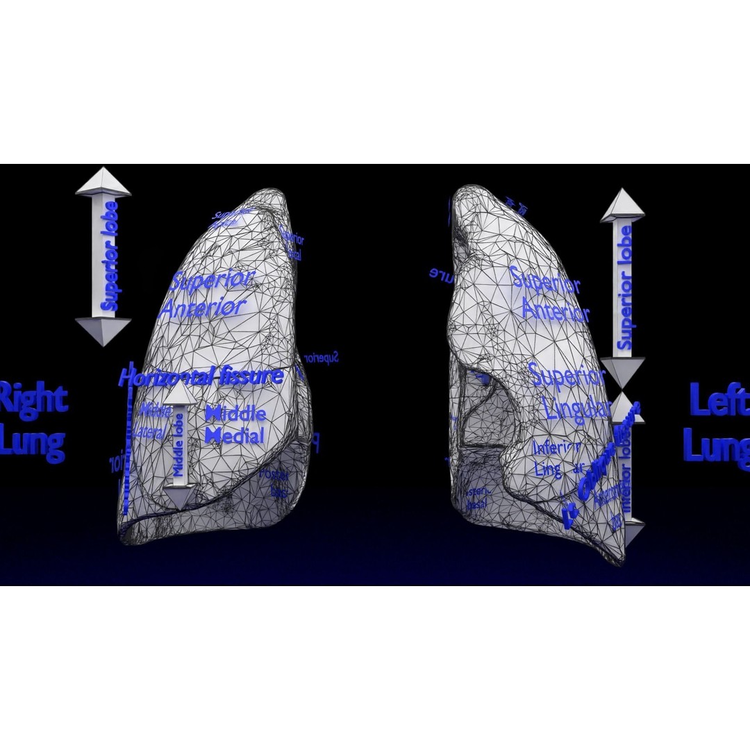 Lung Pulmonary Segment Anatomy 3D Model – Detailed Medical Asset, FBX, OBJ, STL - View 31