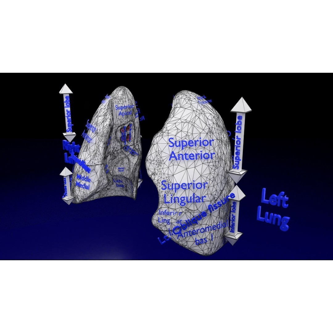 Lung Pulmonary Segment Anatomy 3D Model – Detailed Medical Asset, FBX, OBJ, STL - View 34
