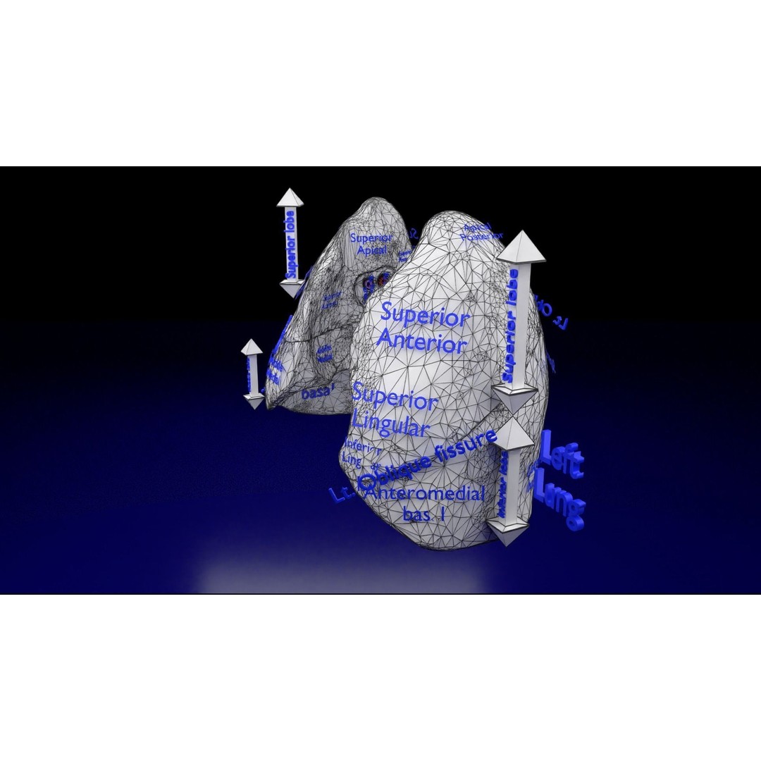 Lung Pulmonary Segment Anatomy 3D Model – Detailed Medical Asset, FBX, OBJ, STL - View 35