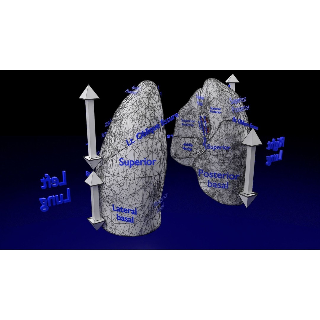 Lung Pulmonary Segment Anatomy 3D Model – Detailed Medical Asset, FBX, OBJ, STL - View 36
