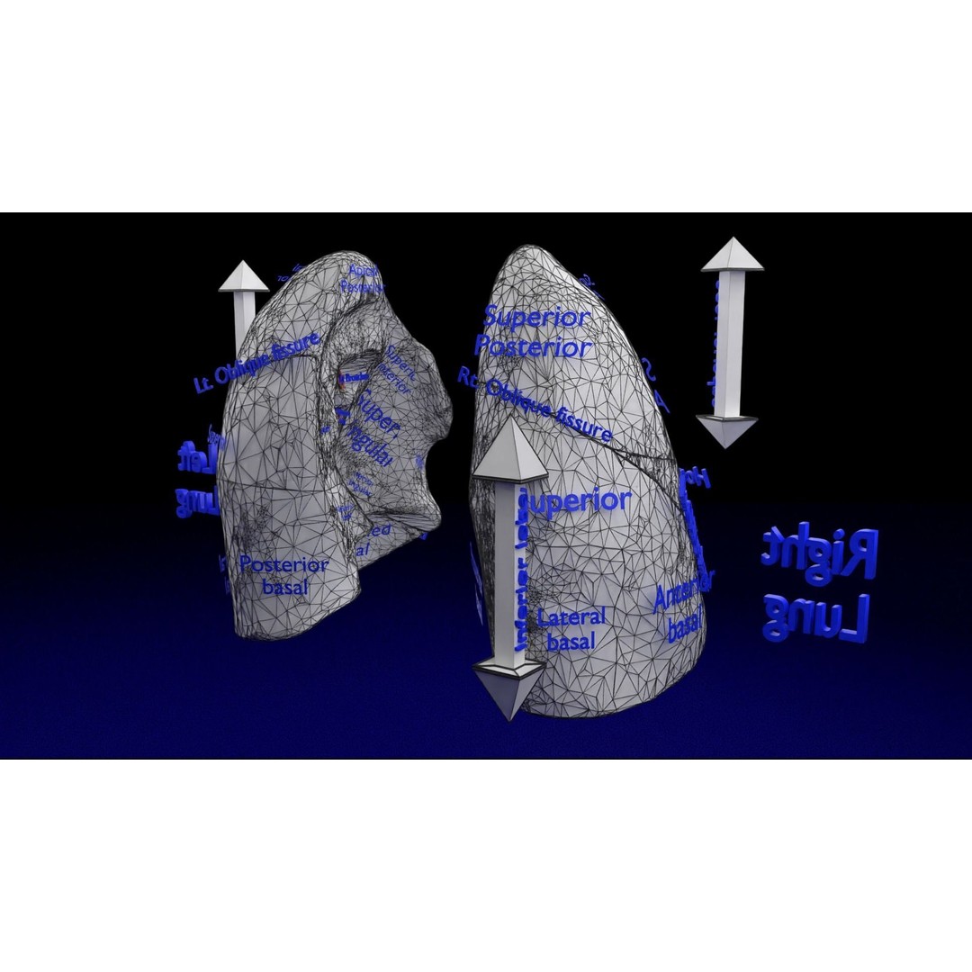 Lung Pulmonary Segment Anatomy 3D Model – Detailed Medical Asset, FBX, OBJ, STL - View 37