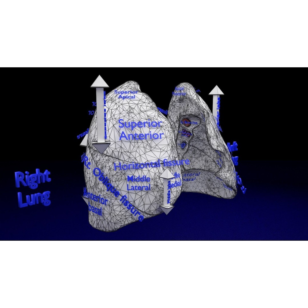 Lung Pulmonary Segment Anatomy 3D Model – Detailed Medical Asset, FBX, OBJ, STL - View 38