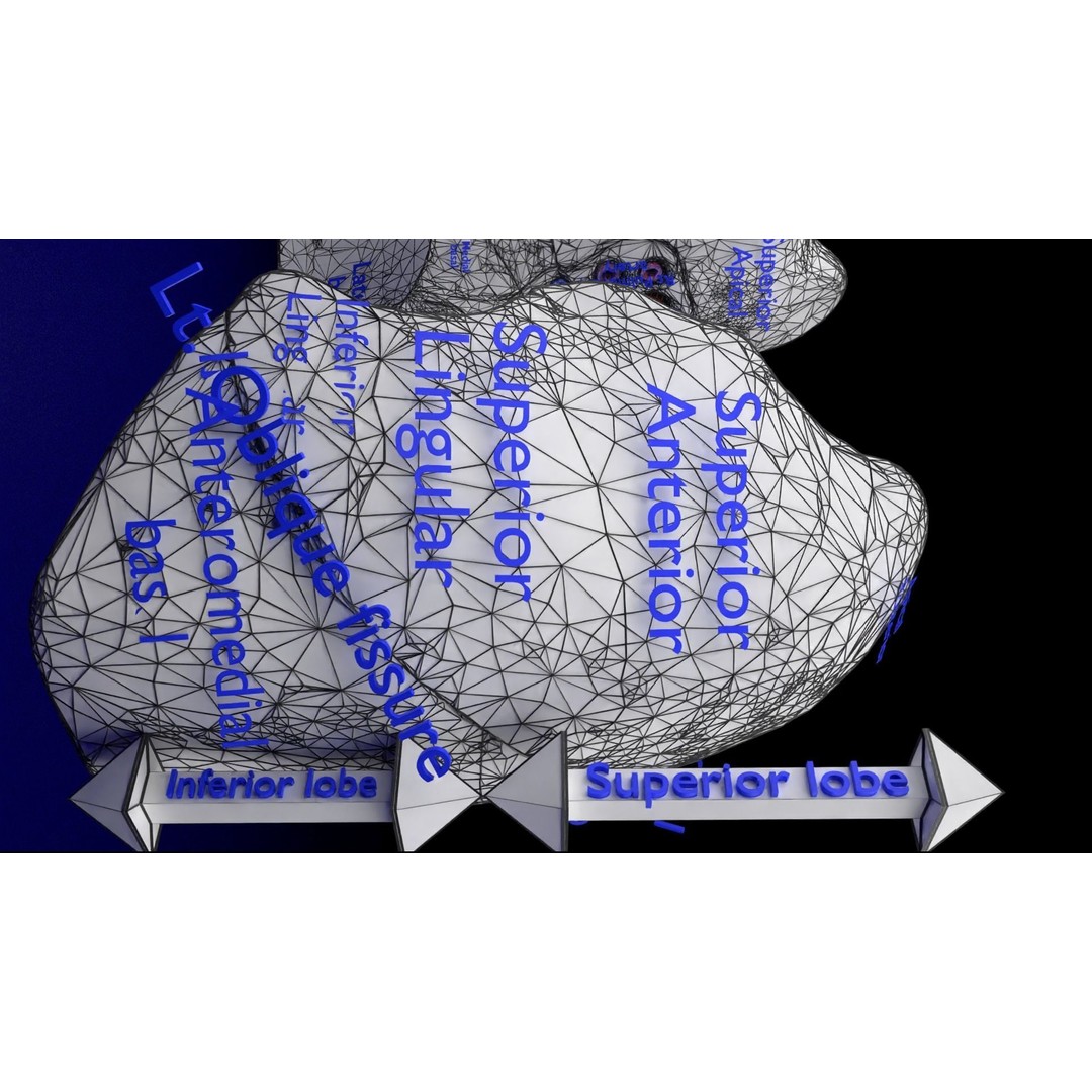 Lung Pulmonary Segment Anatomy 3D Model – Detailed Medical Asset, FBX, OBJ, STL - View 39