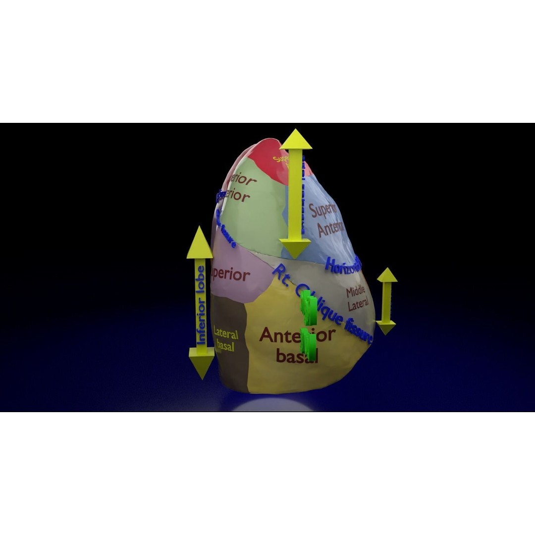 Lung Pulmonary Segment Anatomy 3D Model – Detailed Medical Asset, FBX, OBJ, STL - View 4