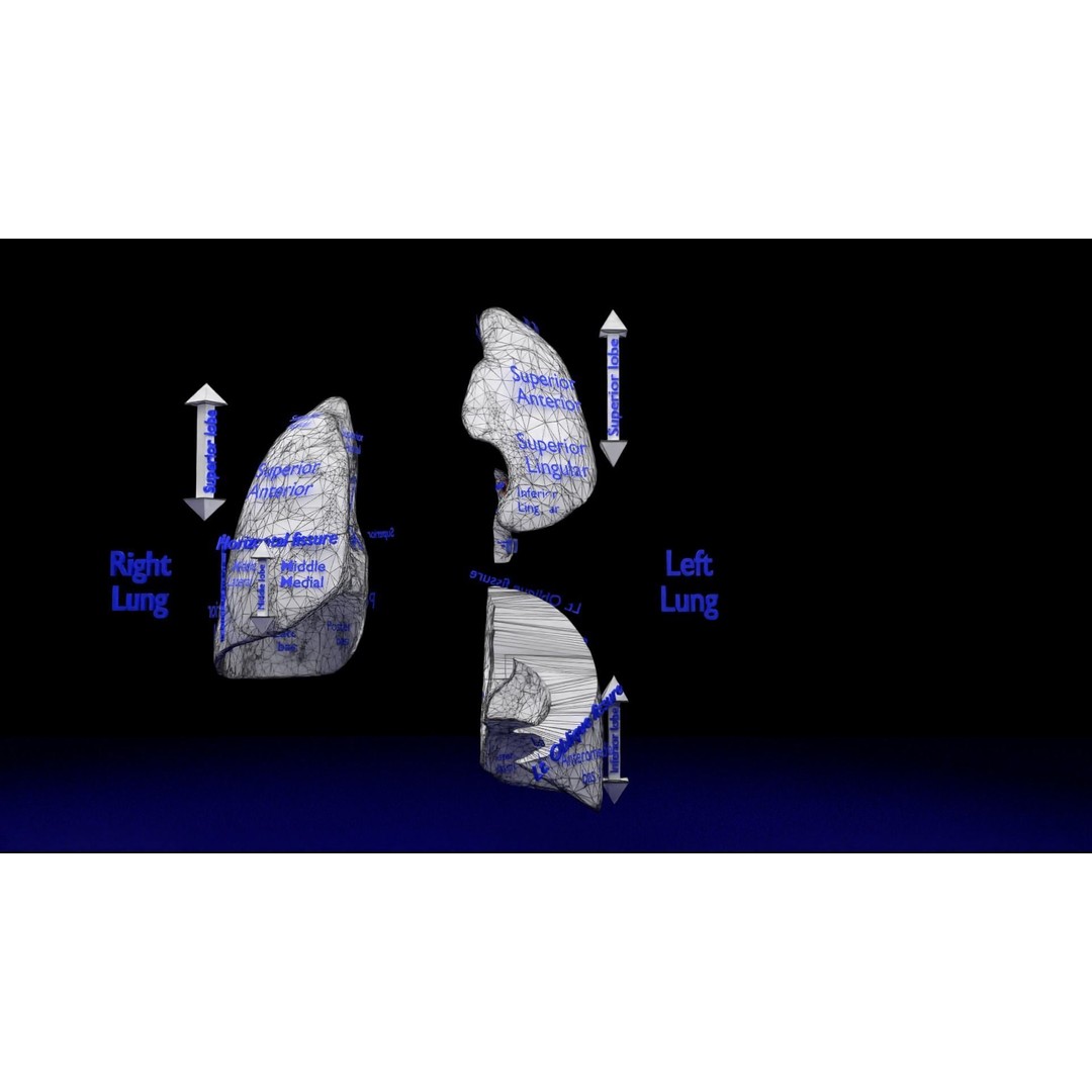 Lung Pulmonary Segment Anatomy 3D Model – Detailed Medical Asset, FBX, OBJ, STL - View 40
