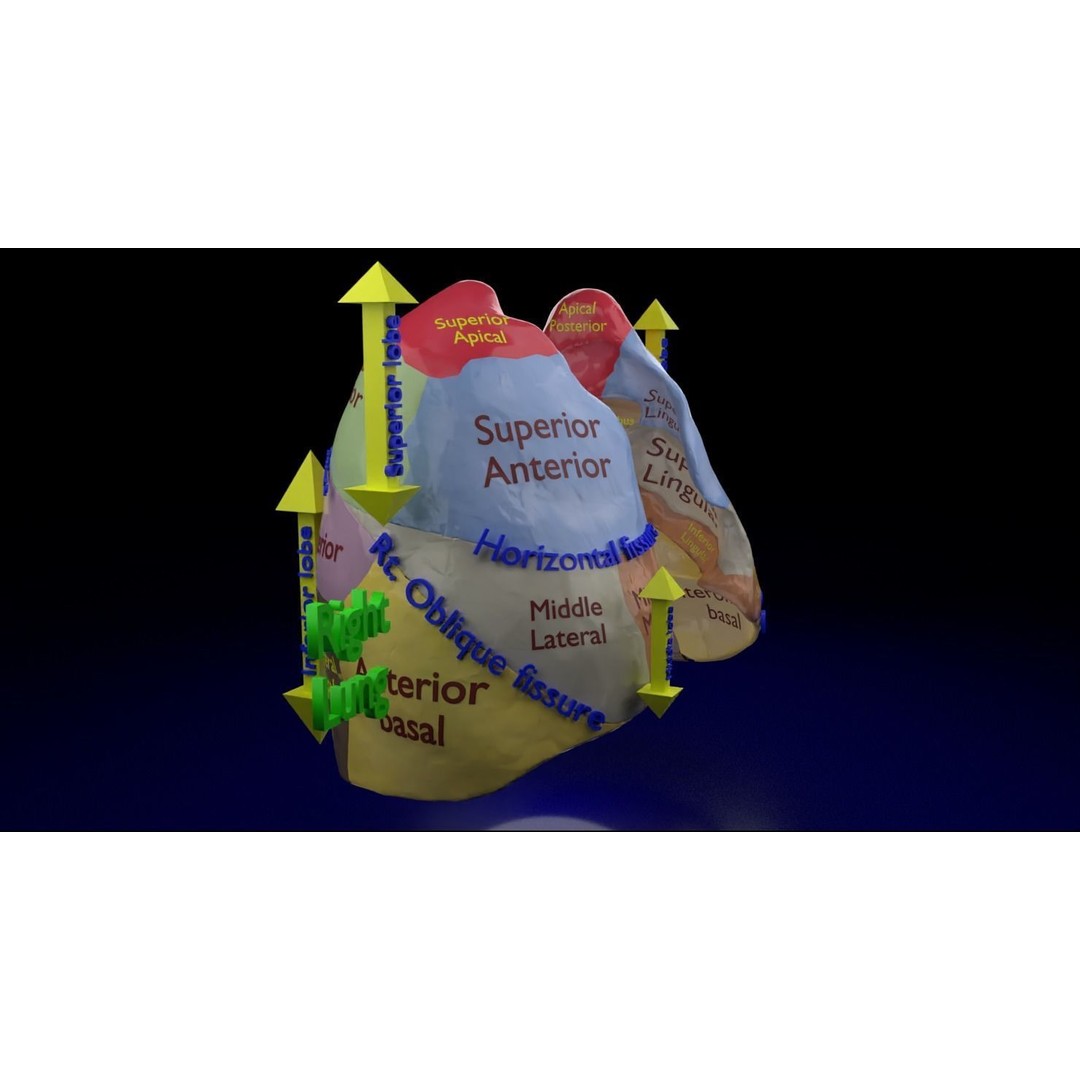 Lung Pulmonary Segment Anatomy 3D Model – Detailed Medical Asset, FBX, OBJ, STL - View 5