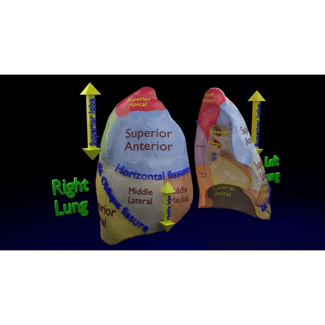 Lung Pulmonary Segment Anatomy 3D Model – Detailed Medical Asset, FBX, OBJ, STL - View 6