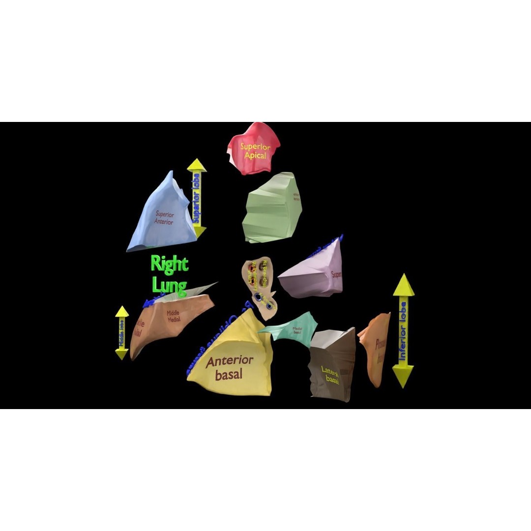 Lung Pulmonary Segment Anatomy 3D Model – Detailed Medical Asset, FBX, OBJ, STL - View 8