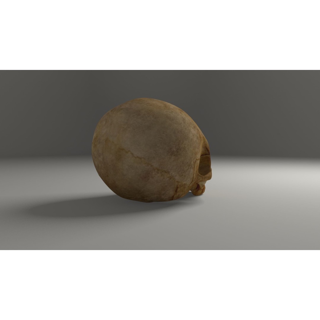 Old Skull 3D Model – Low Poly Game Asset, FBX, PBR Textured - View 12