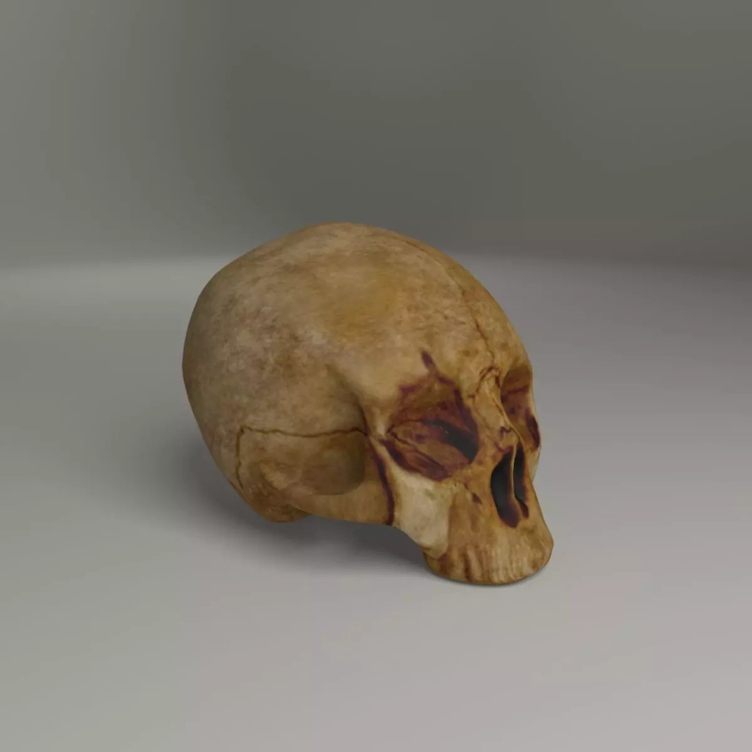 Old Skull 3D Model – Low Poly Game Asset, FBX, PBR Textured - View 2