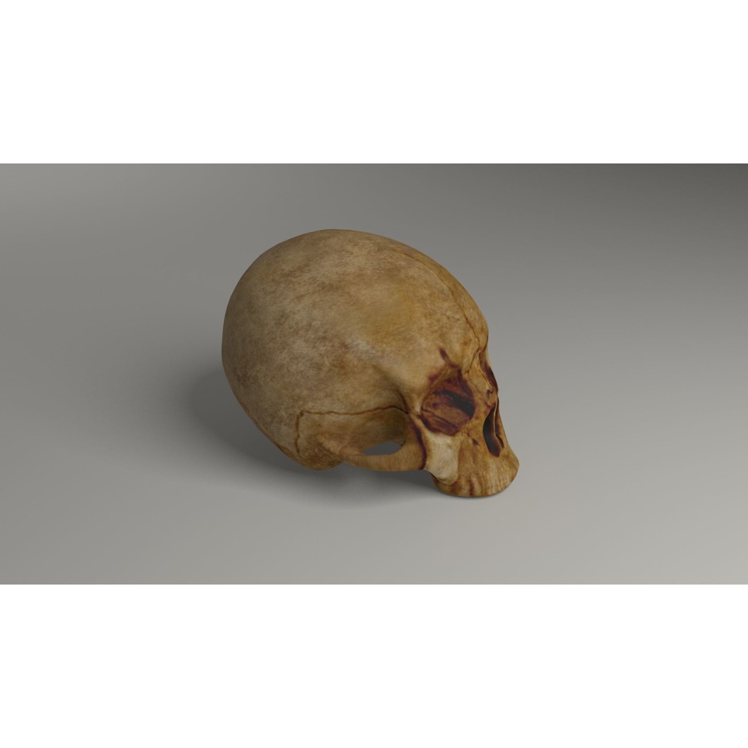 Old Skull 3D Model – Low Poly Game Asset, FBX, PBR Textured - View 3