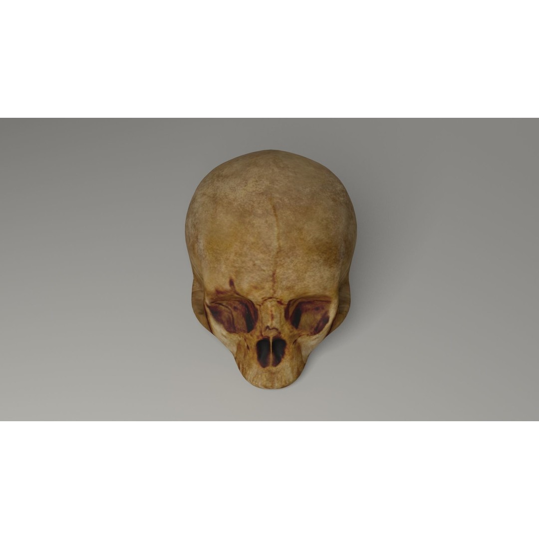 Old Skull 3D Model – Low Poly Game Asset, FBX, PBR Textured - View 5