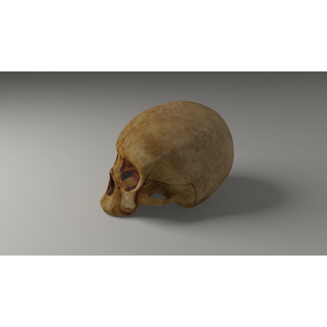 Old Skull 3D Model – Low Poly Game Asset, FBX, PBR Textured - View 9