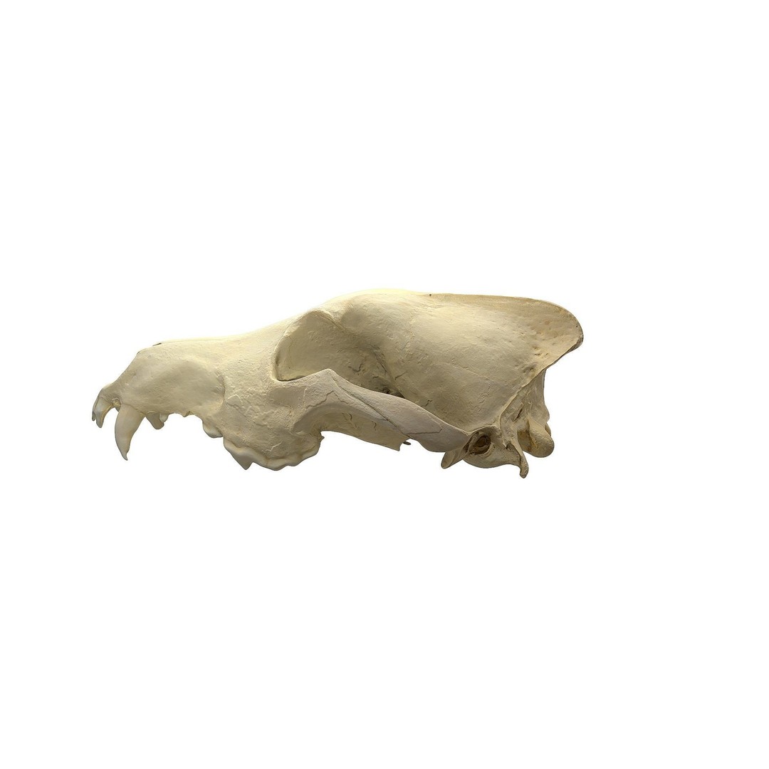 Wolf Skull 3D Model – Low Poly Photogrammetry Game Asset, FBX - View 10