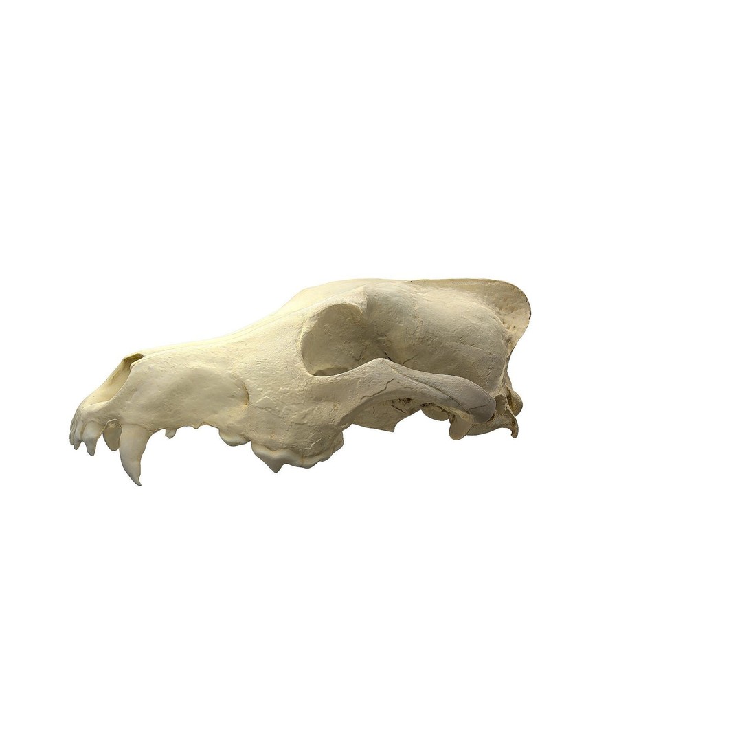 Wolf Skull 3D Model – Low Poly Photogrammetry Game Asset, FBX - View 11