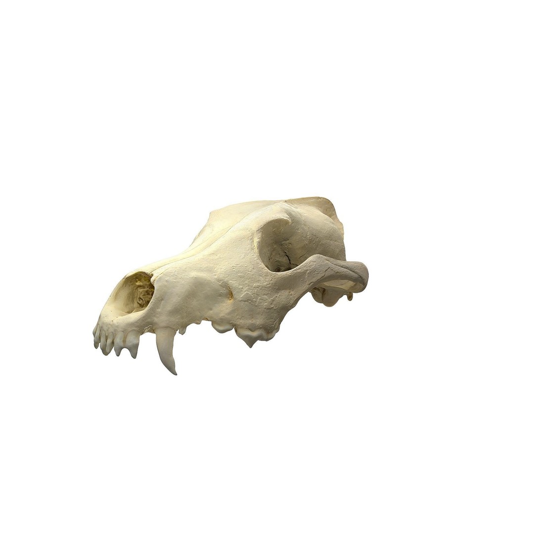 Wolf Skull 3D Model – Low Poly Photogrammetry Game Asset, FBX - View 12