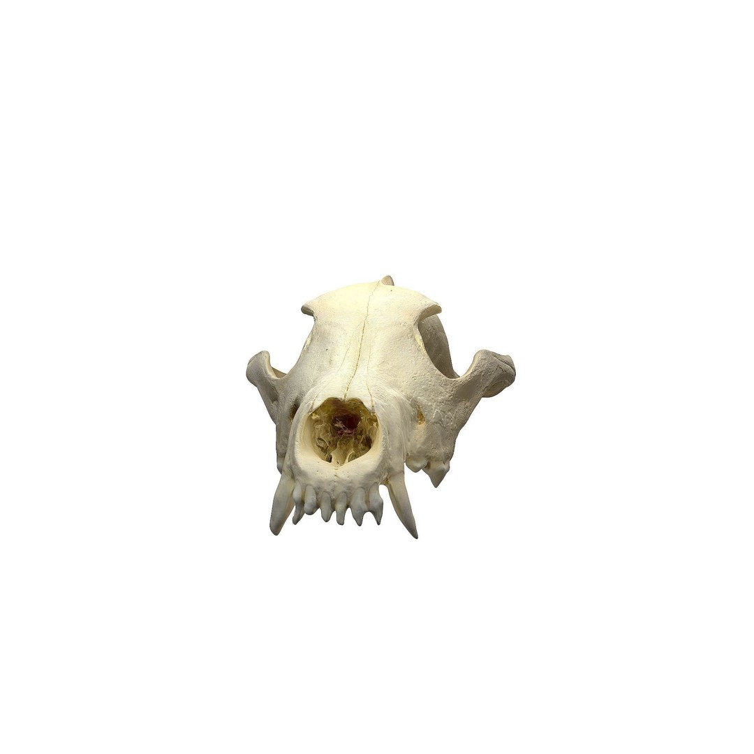 Wolf Skull 3D Model – Low Poly Photogrammetry Game Asset, FBX - View 13