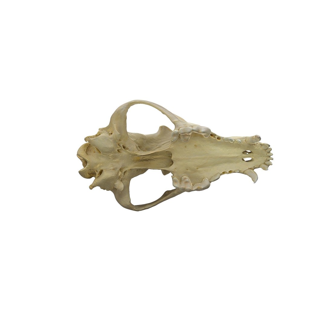 Wolf Skull 3D Model – Low Poly Photogrammetry Game Asset, FBX - View 14