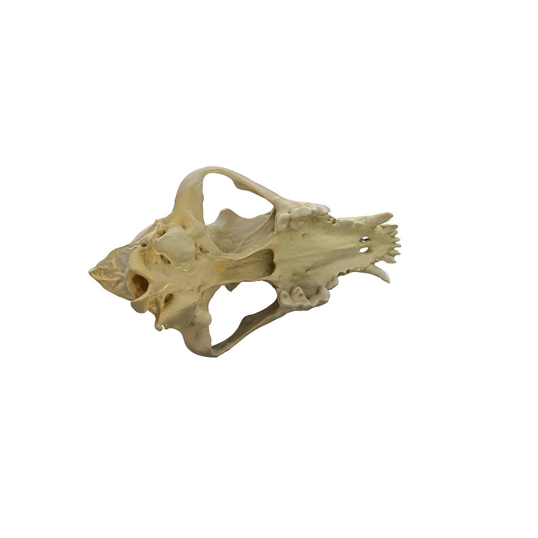 Wolf Skull 3D Model – Low Poly Photogrammetry Game Asset, FBX - View 15