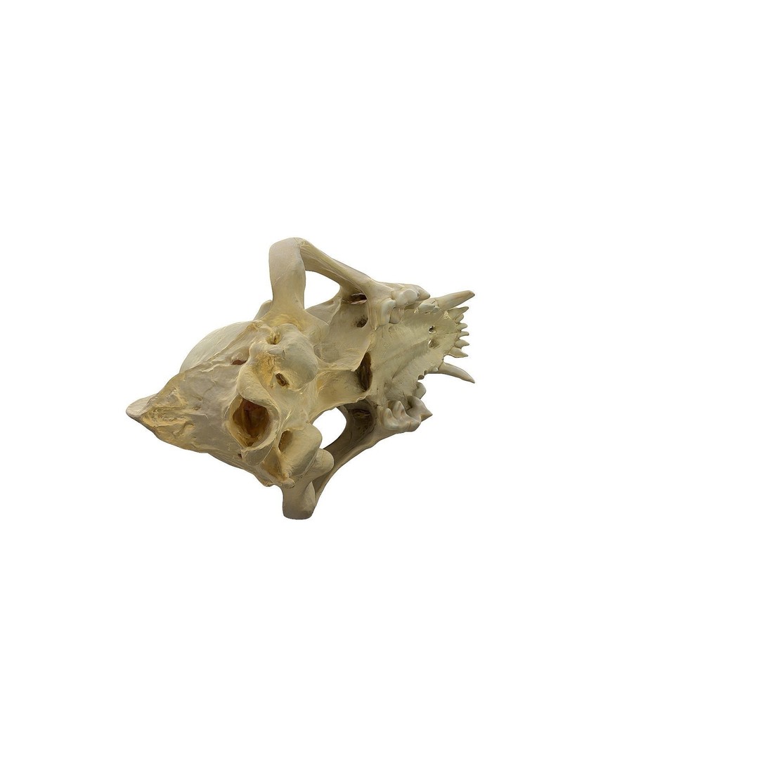 Wolf Skull 3D Model – Low Poly Photogrammetry Game Asset, FBX - View 16