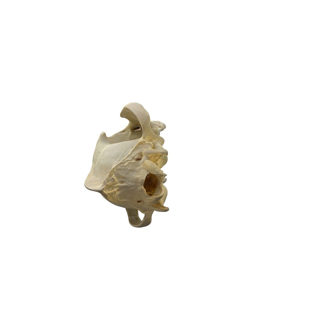 Wolf Skull 3D Model – Low Poly Photogrammetry Game Asset, FBX - View 17