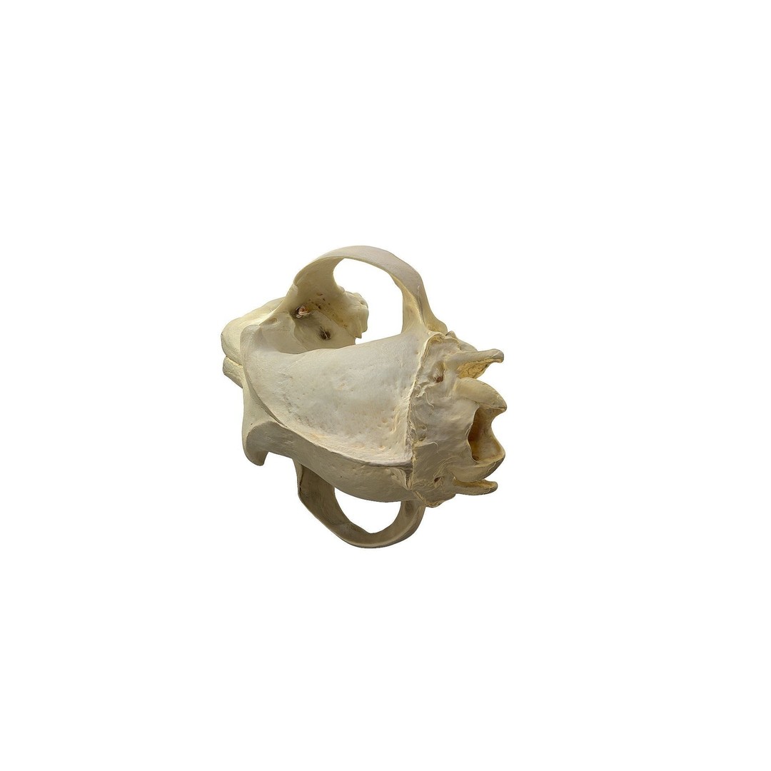 Wolf Skull 3D Model – Low Poly Photogrammetry Game Asset, FBX - View 18