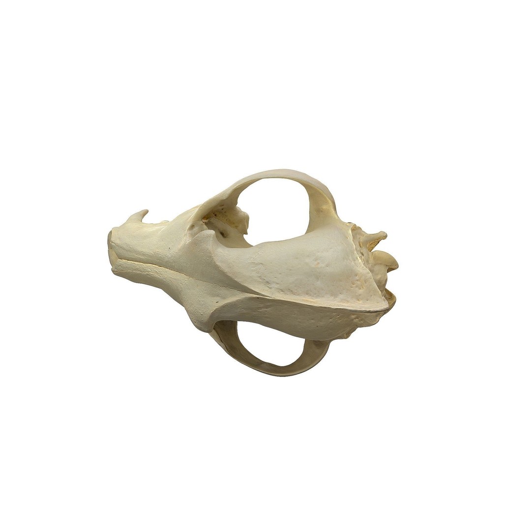 Wolf Skull 3D Model – Low Poly Photogrammetry Game Asset, FBX - View 19