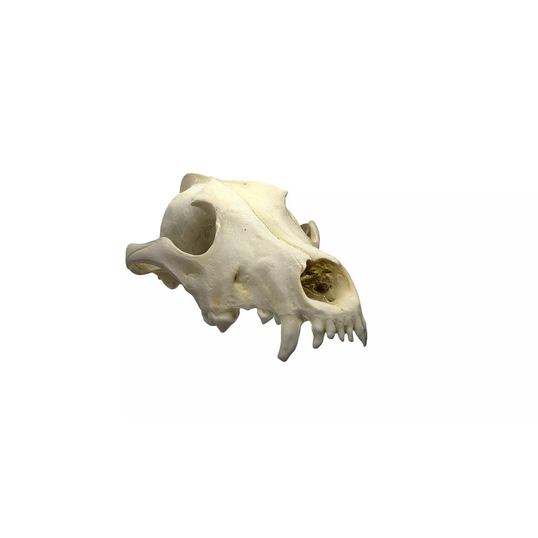 Wolf Skull 3D Model – Low Poly Photogrammetry Game Asset, FBX - View 2