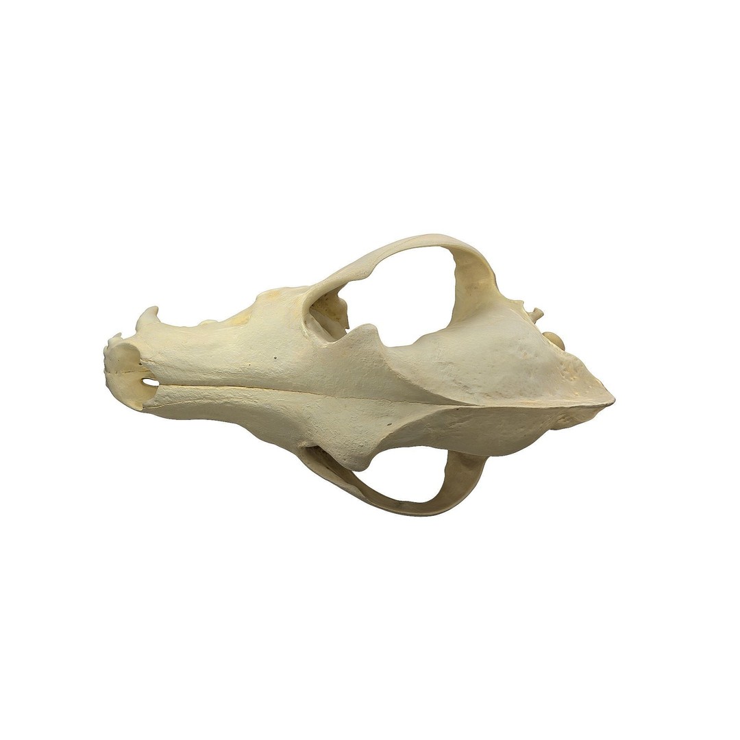 Wolf Skull 3D Model – Low Poly Photogrammetry Game Asset, FBX - View 20