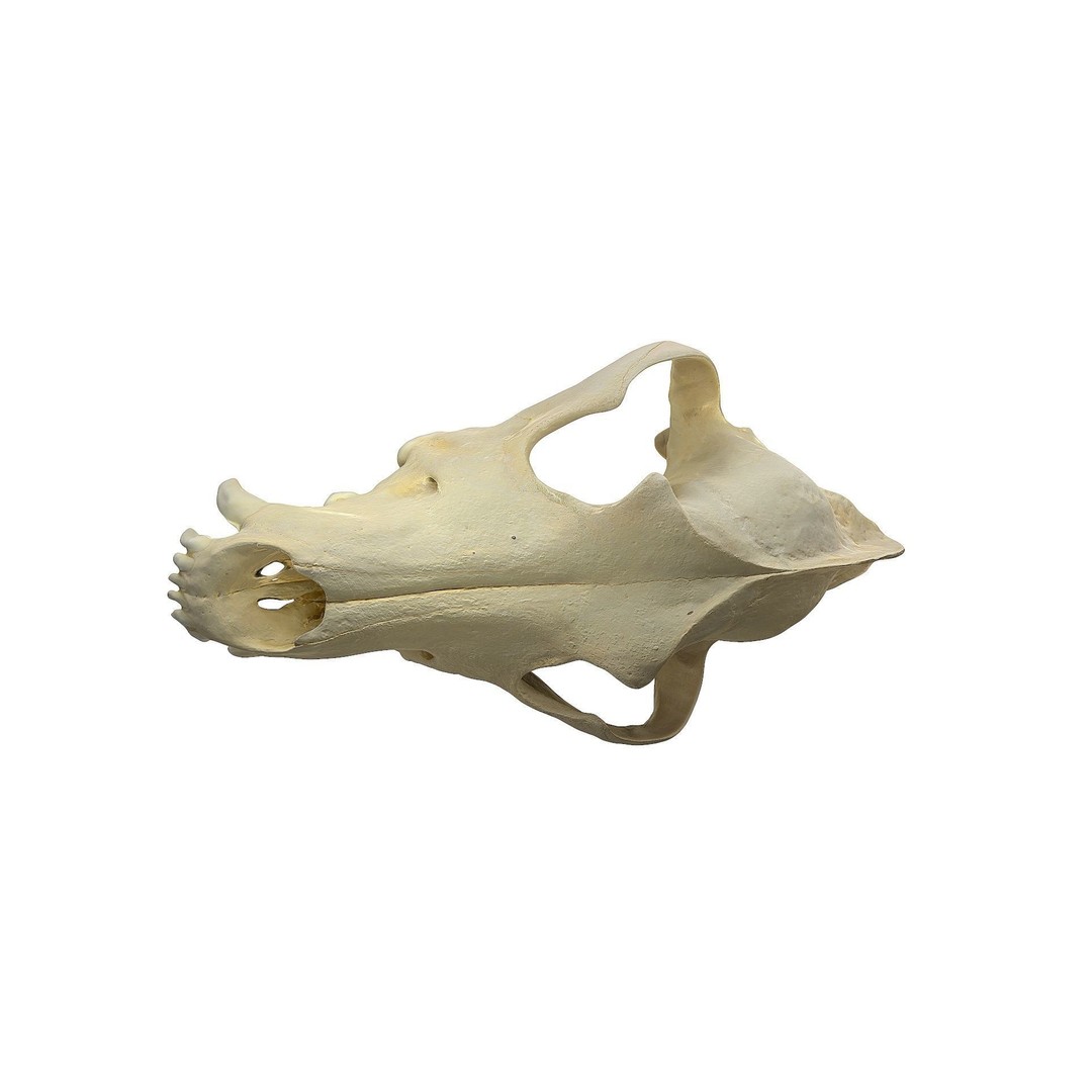 Wolf Skull 3D Model – Low Poly Photogrammetry Game Asset, FBX - View 21