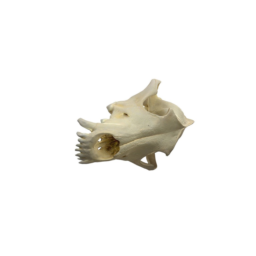Wolf Skull 3D Model – Low Poly Photogrammetry Game Asset, FBX - View 22