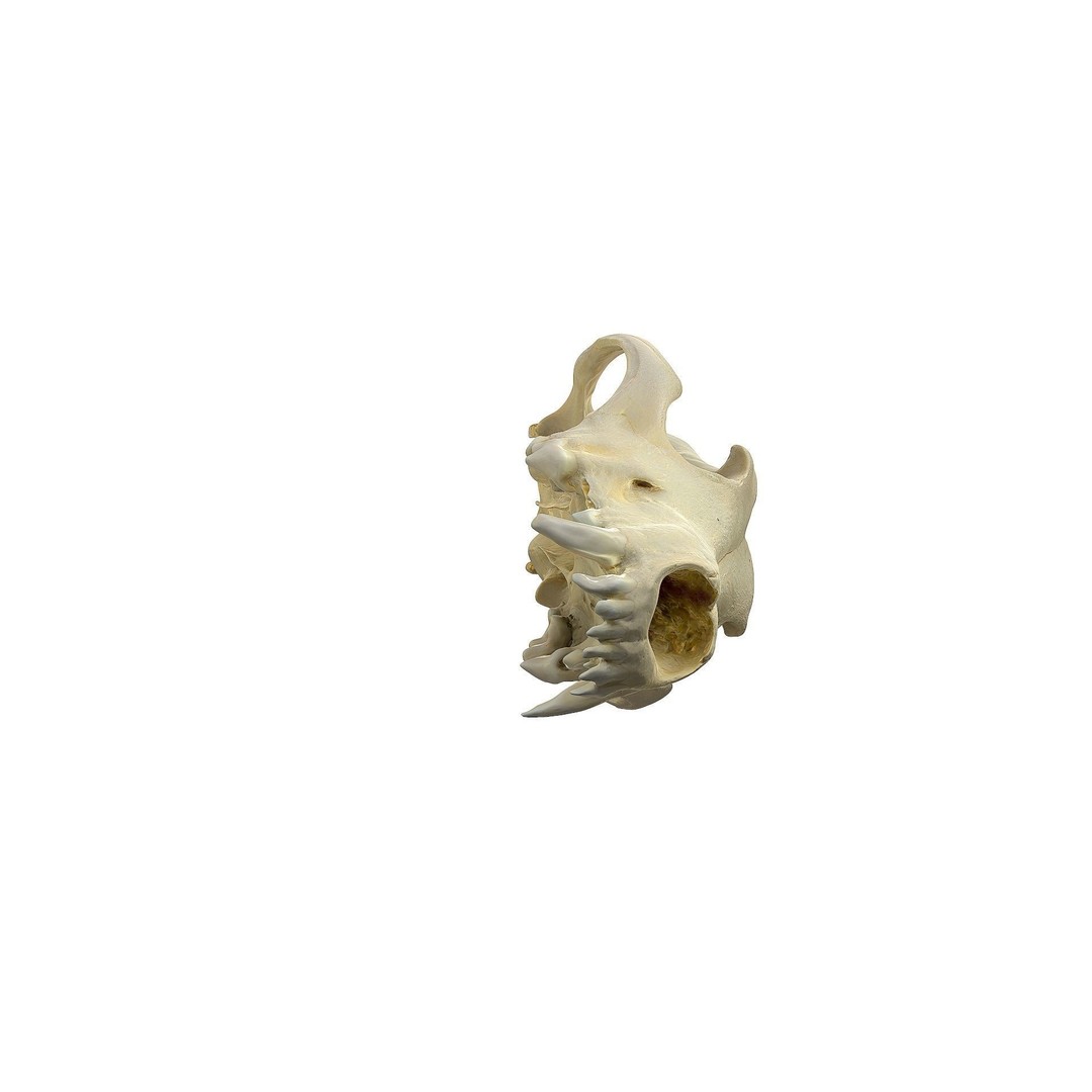Wolf Skull 3D Model – Low Poly Photogrammetry Game Asset, FBX - View 23