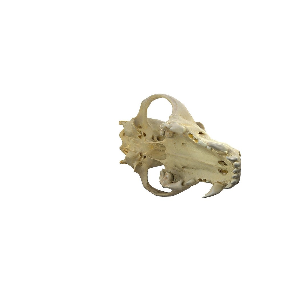 Wolf Skull 3D Model – Low Poly Photogrammetry Game Asset, FBX - View 24