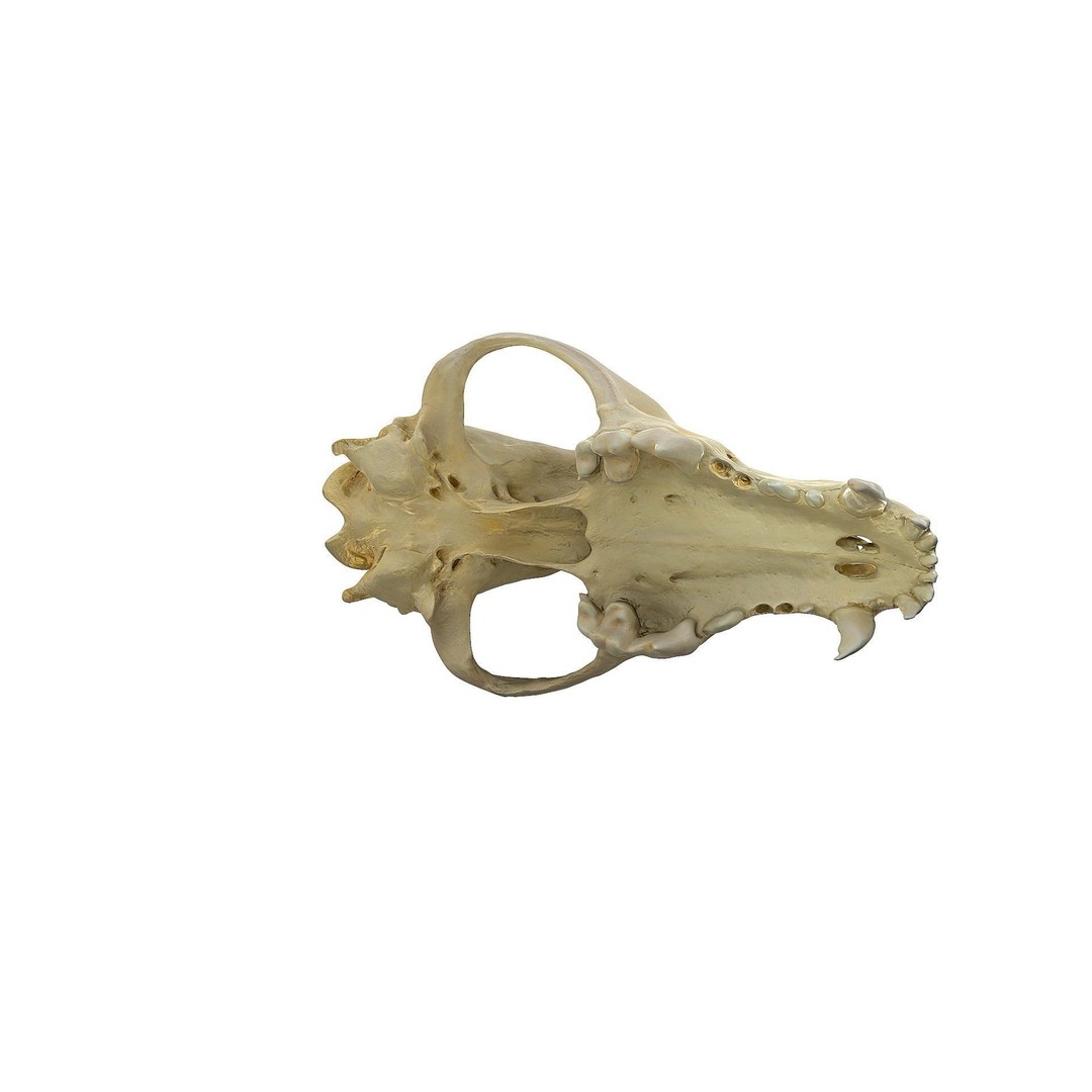 Wolf Skull 3D Model – Low Poly Photogrammetry Game Asset, FBX - View 25