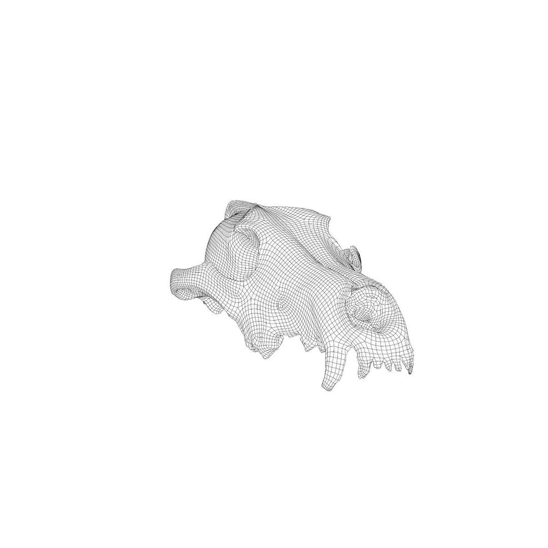 Wolf Skull 3D Model – Low Poly Photogrammetry Game Asset, FBX - View 26
