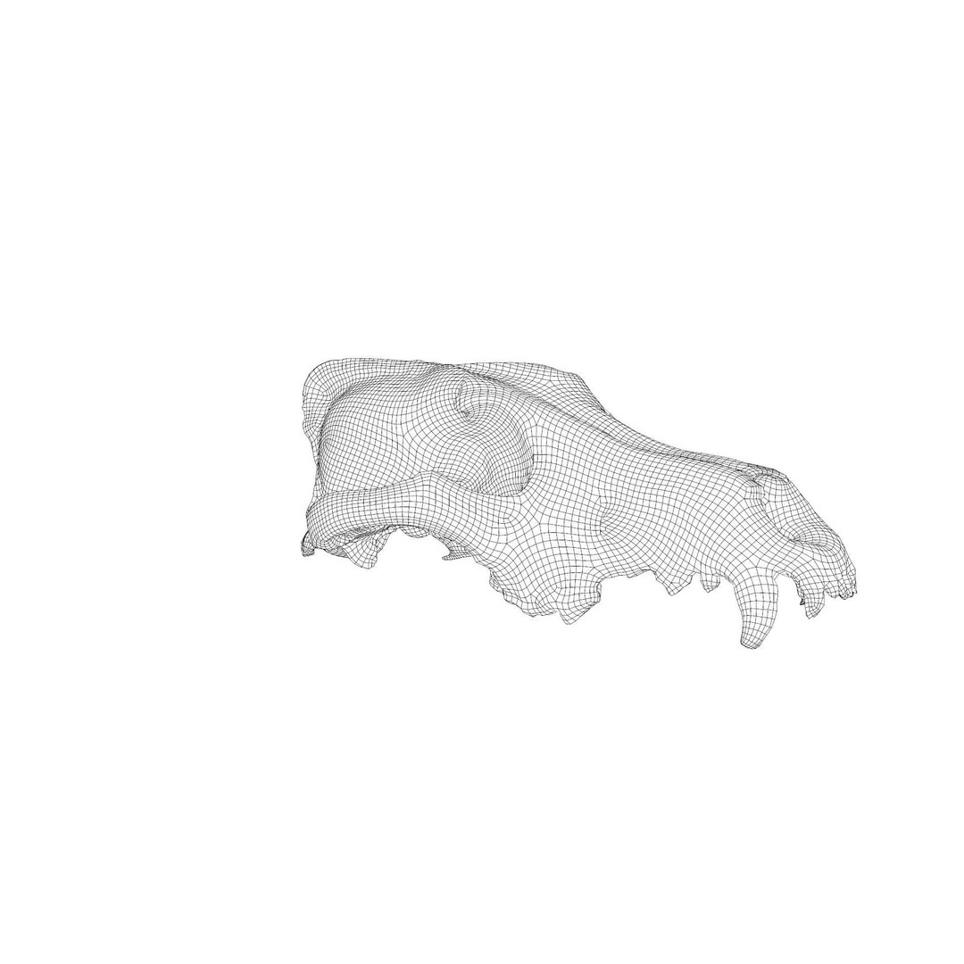 Wolf Skull 3D Model – Low Poly Photogrammetry Game Asset, FBX - View 27