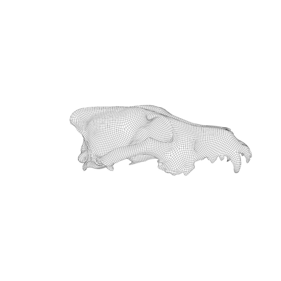 Wolf Skull 3D Model – Low Poly Photogrammetry Game Asset, FBX - View 28