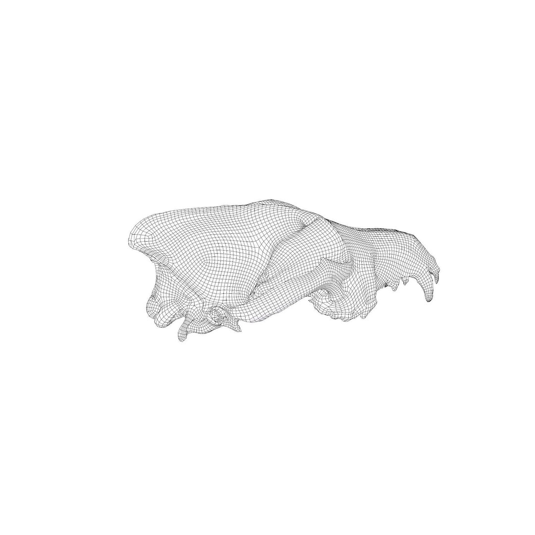 Wolf Skull 3D Model – Low Poly Photogrammetry Game Asset, FBX - View 29