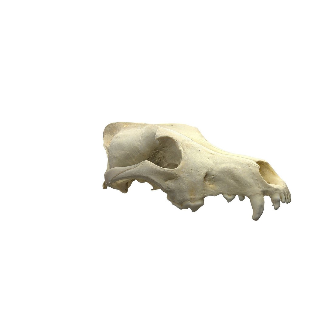 Wolf Skull 3D Model – Low Poly Photogrammetry Game Asset, FBX - View 3