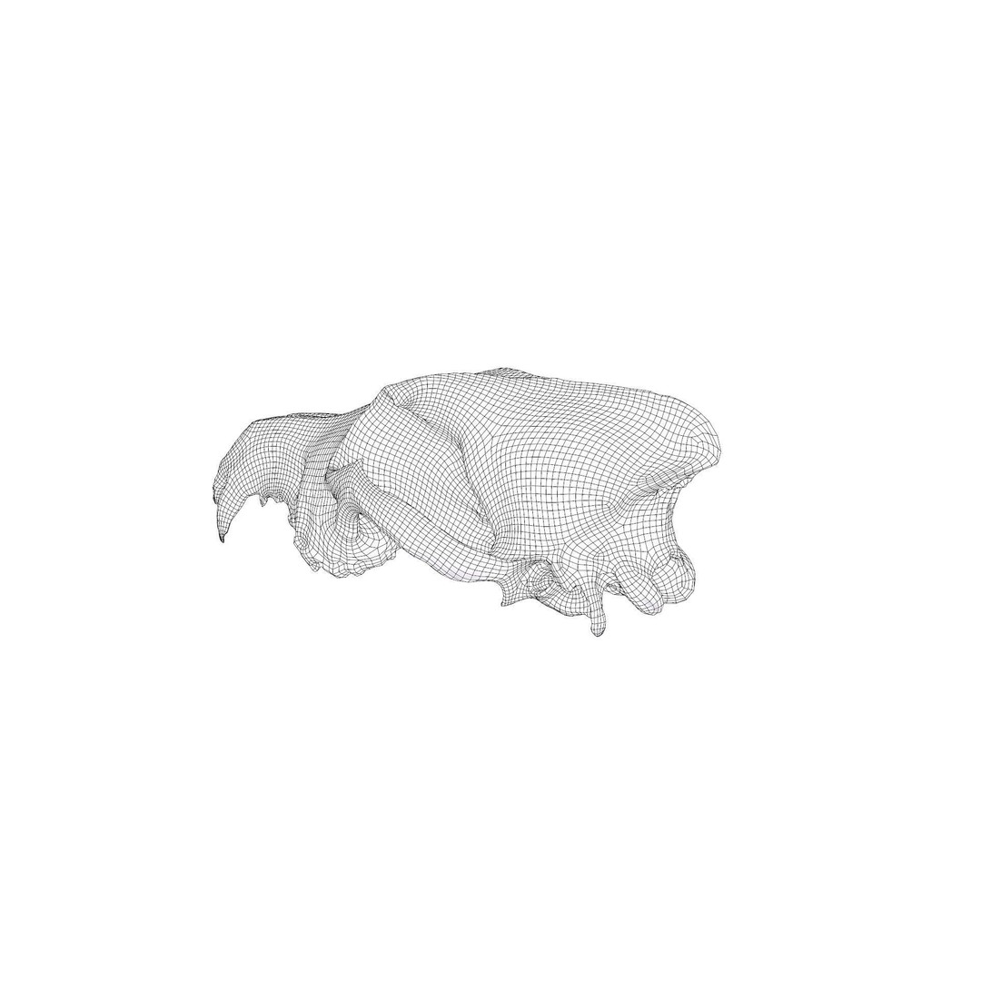 Wolf Skull 3D Model – Low Poly Photogrammetry Game Asset, FBX - View 33