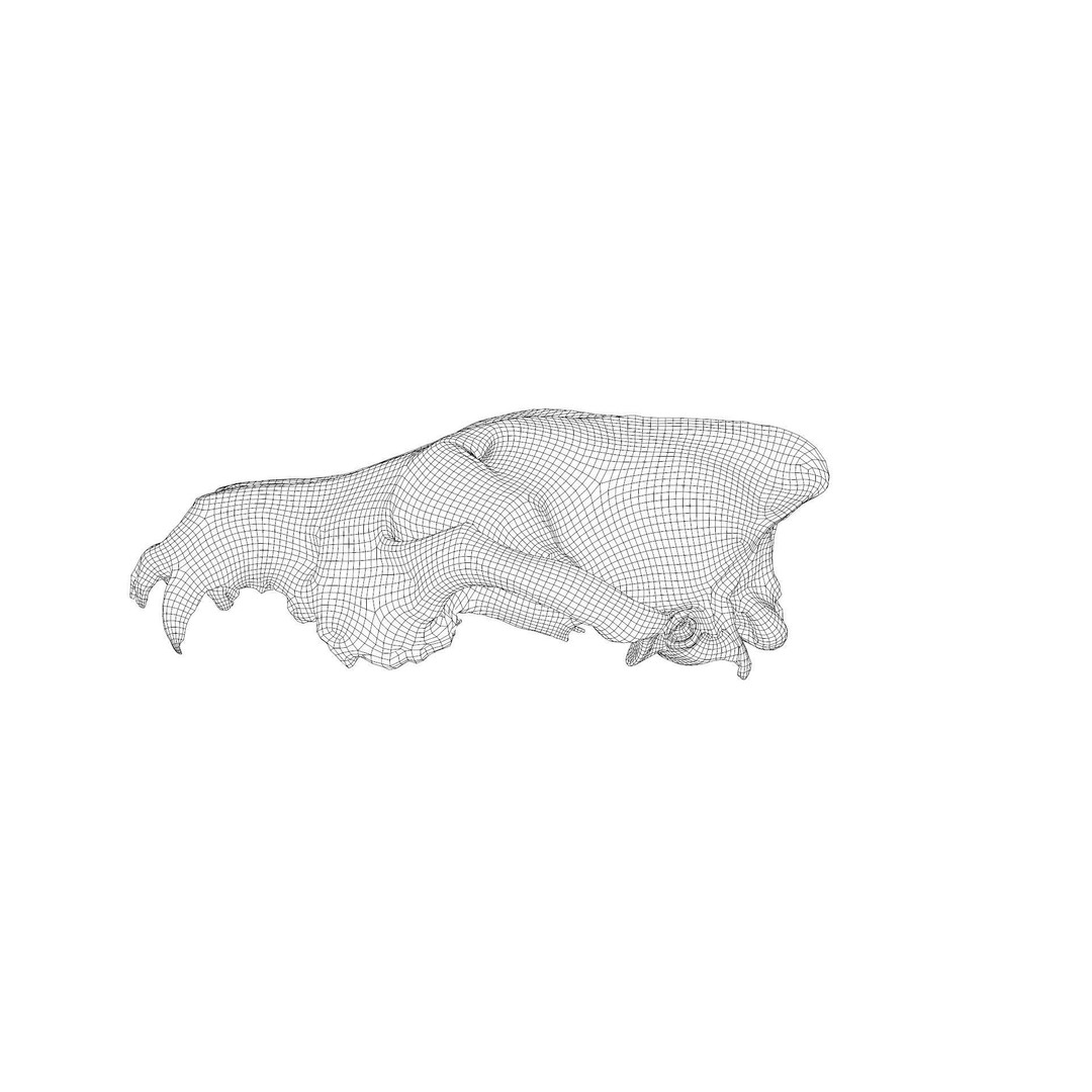 Wolf Skull 3D Model – Low Poly Photogrammetry Game Asset, FBX - View 34