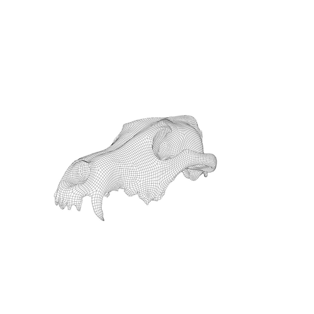 Wolf Skull 3D Model – Low Poly Photogrammetry Game Asset, FBX - View 36