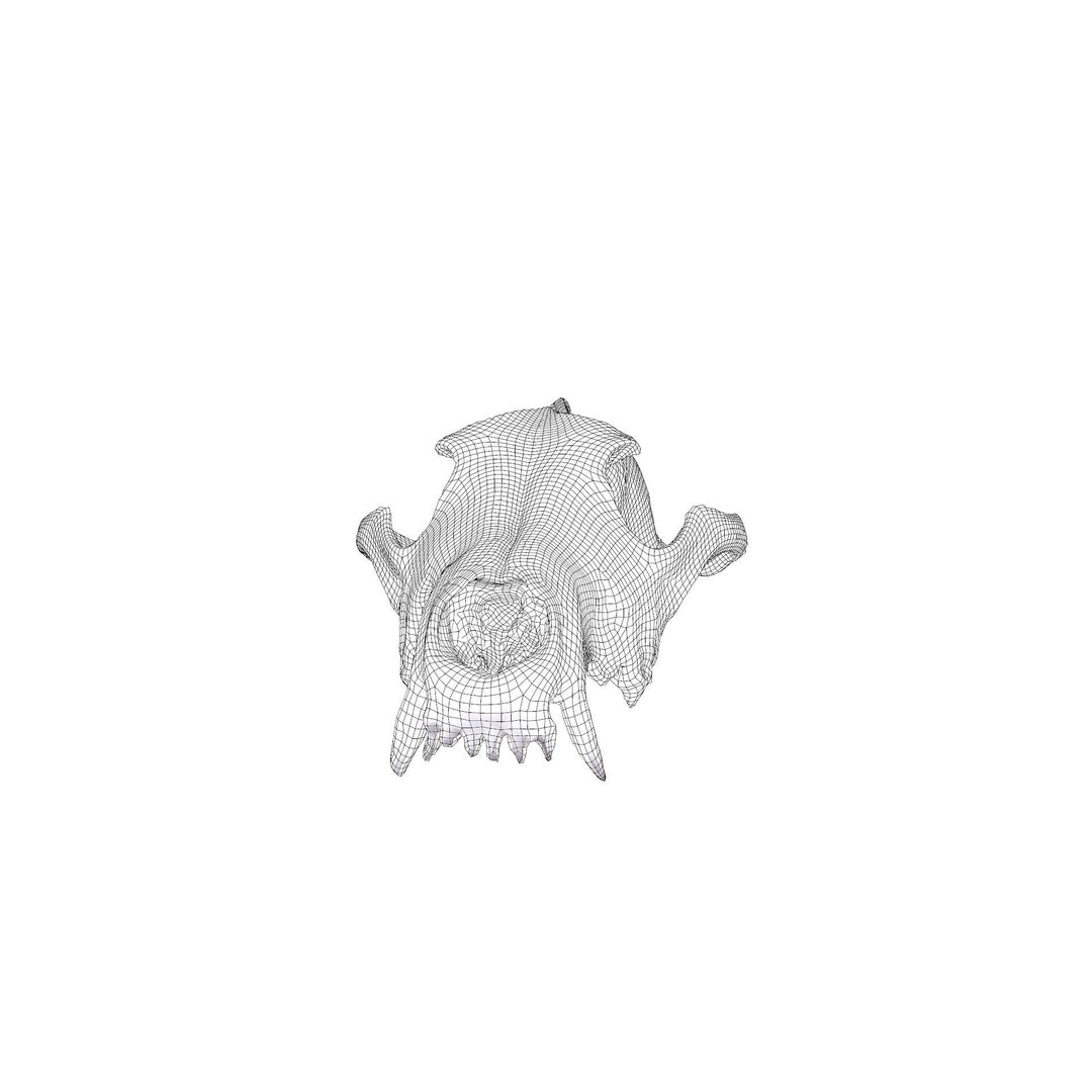 Wolf Skull 3D Model – Low Poly Photogrammetry Game Asset, FBX - View 37