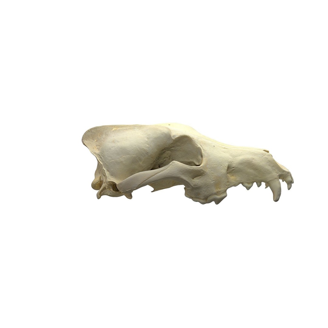Wolf Skull 3D Model – Low Poly Photogrammetry Game Asset, FBX - View 4