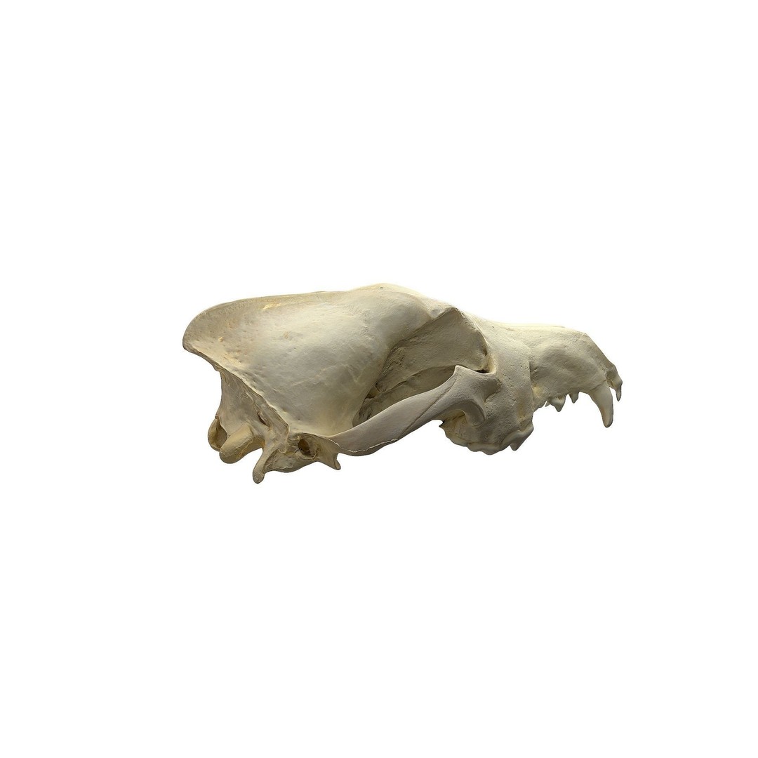 Wolf Skull 3D Model – Low Poly Photogrammetry Game Asset, FBX - View 5