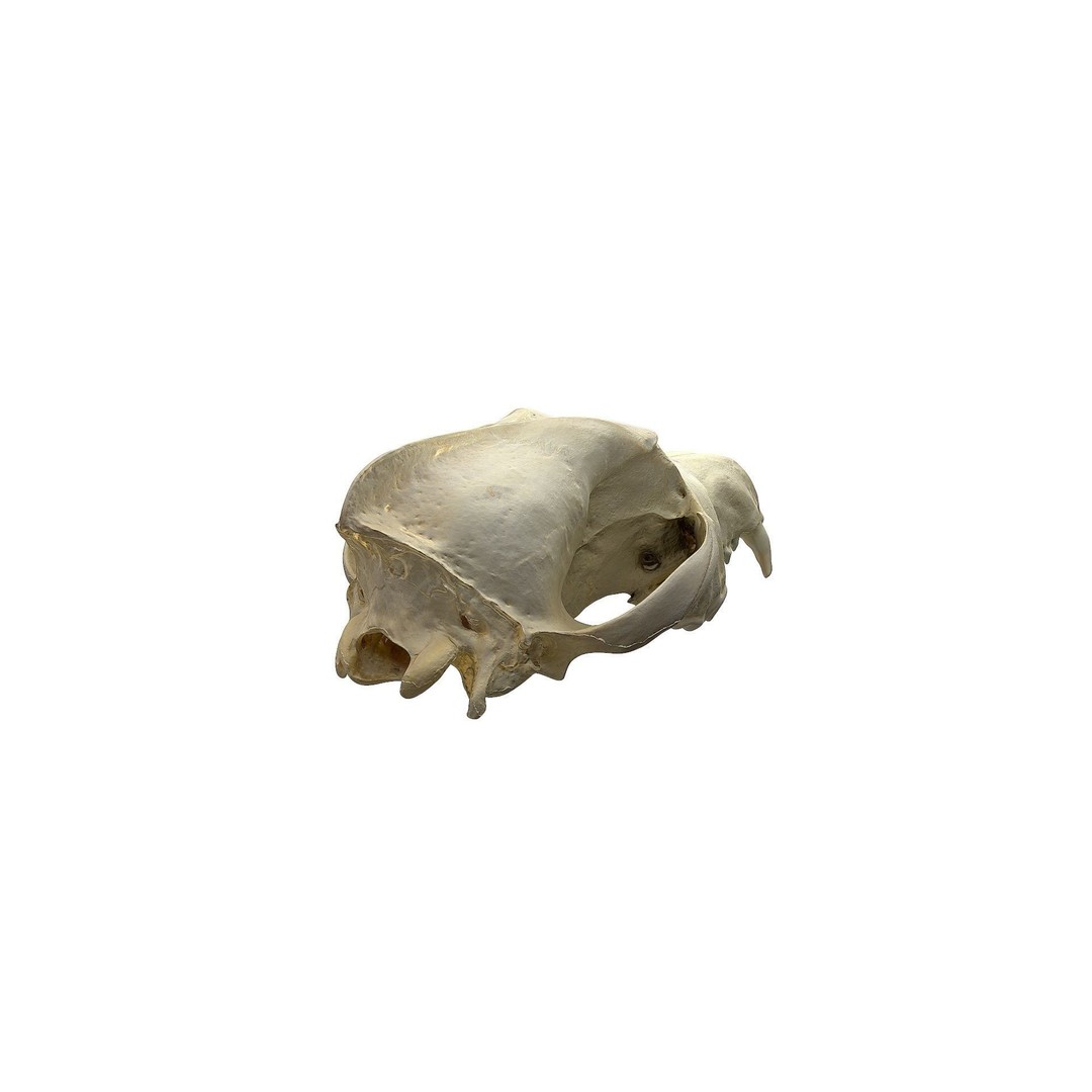 Wolf Skull 3D Model – Low Poly Photogrammetry Game Asset, FBX - View 6